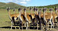 Rio Mayo - Estancia Don Jos�