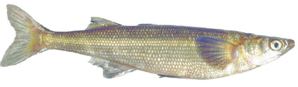 Pejerrey patagnico