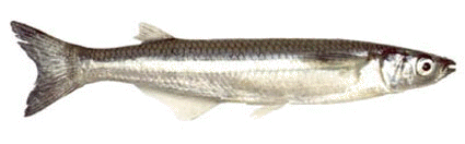 Pejerrey bonaerense