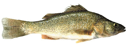 Perca