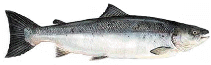 Salmn del Atlntico
