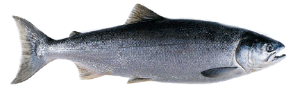 Salmones del Pacfico