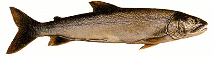 Trucha de lago