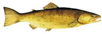 Trcucha Marrn